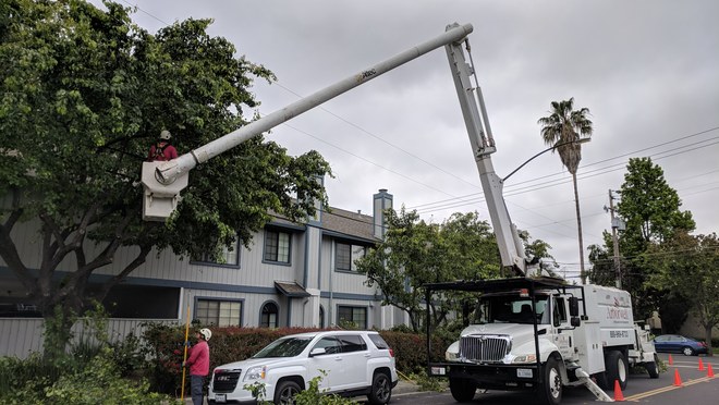 Tree trimming service in Livonia